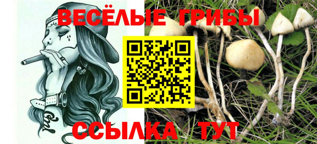 Псилоцибиновые грибы мухоморы  Вход с VPN  Славгород  Псилоцибиновые грибы GOLDEN TEACHER 